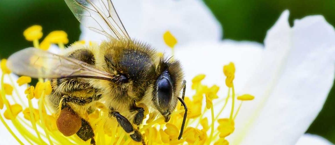 Svjetski dan pčela: čovječanstvo je na njihovim krilima